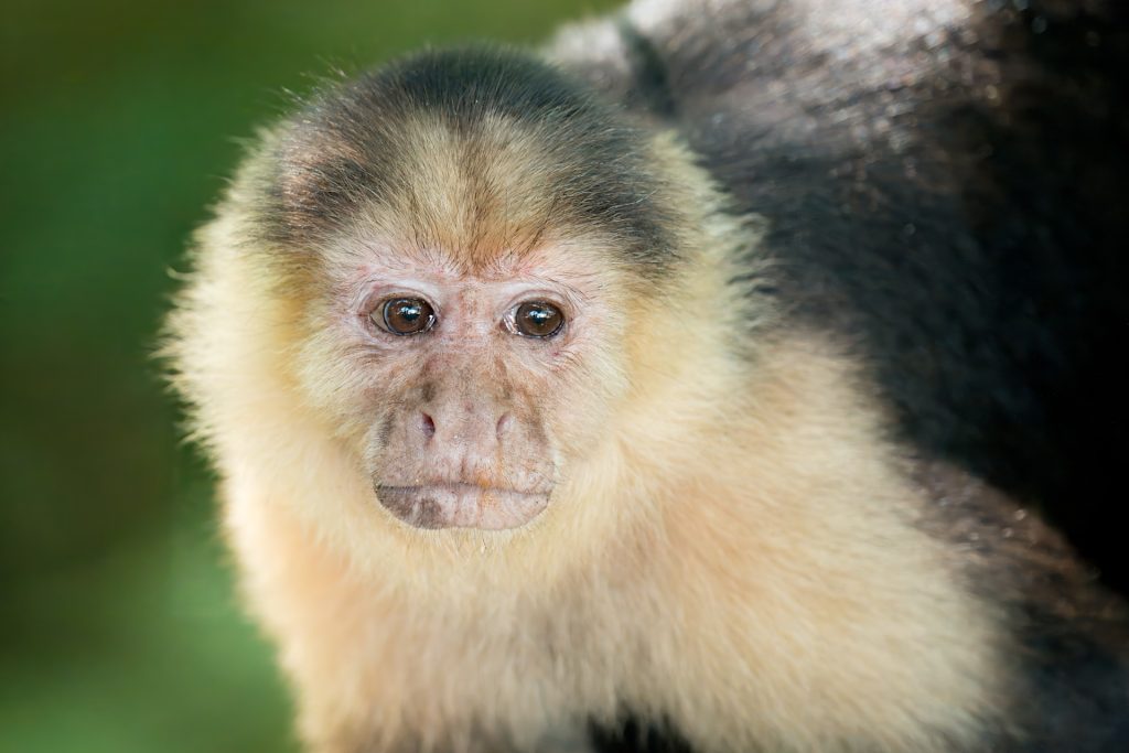 A close-up of a capuchin monkey facing the camera, with a creamy white face, dark eyes, and dark fur on the head and body, set against a blurred green background.