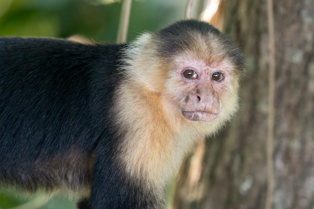 A capuchin monkey with a brown and black coat is perched on a tree branch, gazing forward.