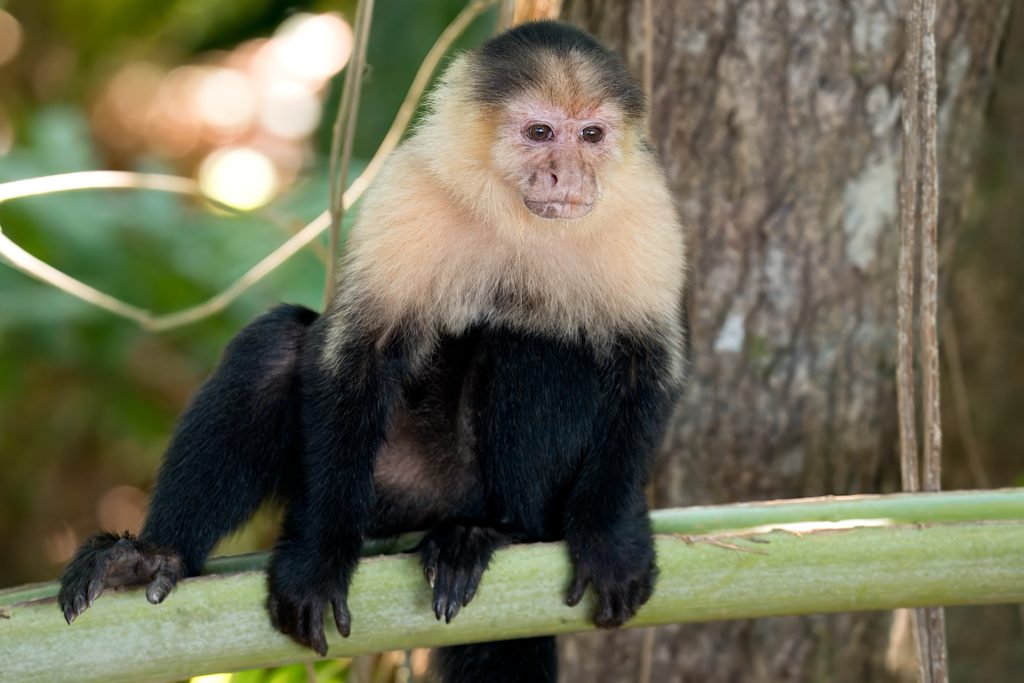 A capuchin monkey sits on a branch in a forested area.