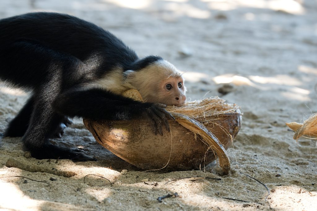 A capuchin monkey on a sandy beach chews on a coconut husk.