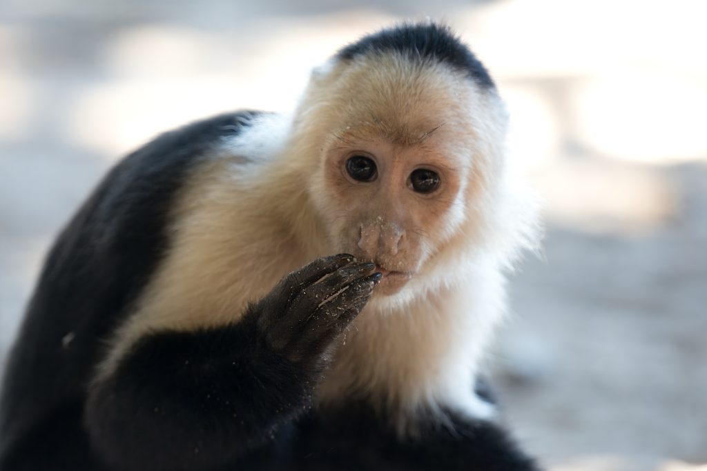 A Capuchin monkey with a dark body and light face is sitting and holding a hand to its mouth, with blurred background.