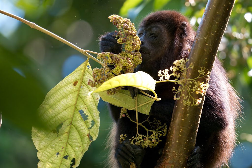 A monkey holds onto a tree while nibbling on a cluster of berries, surrounded by green leaves.