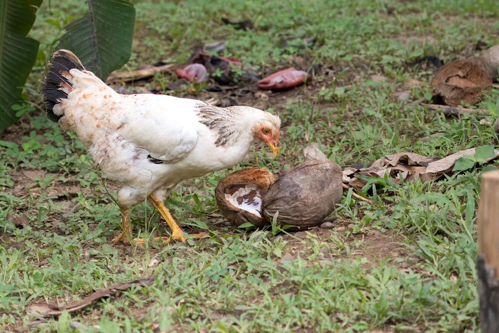 A chicken pecks at a coconut shell on a grassy area, surrounded by leaves and scattered coconut pieces.