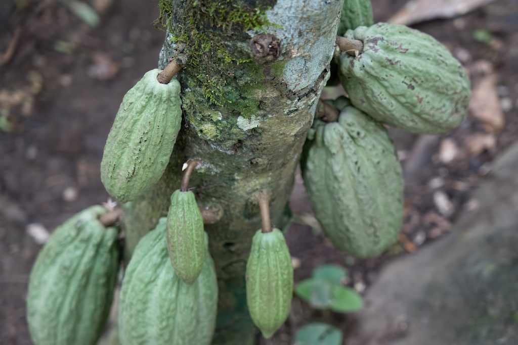 Green cocoa pods growing on a tree trunk.