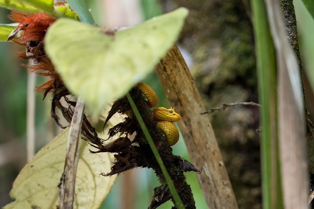 A small yellow snake is coiled on a branch amidst green vegetation, partially obscured by a large leaf in the foreground.