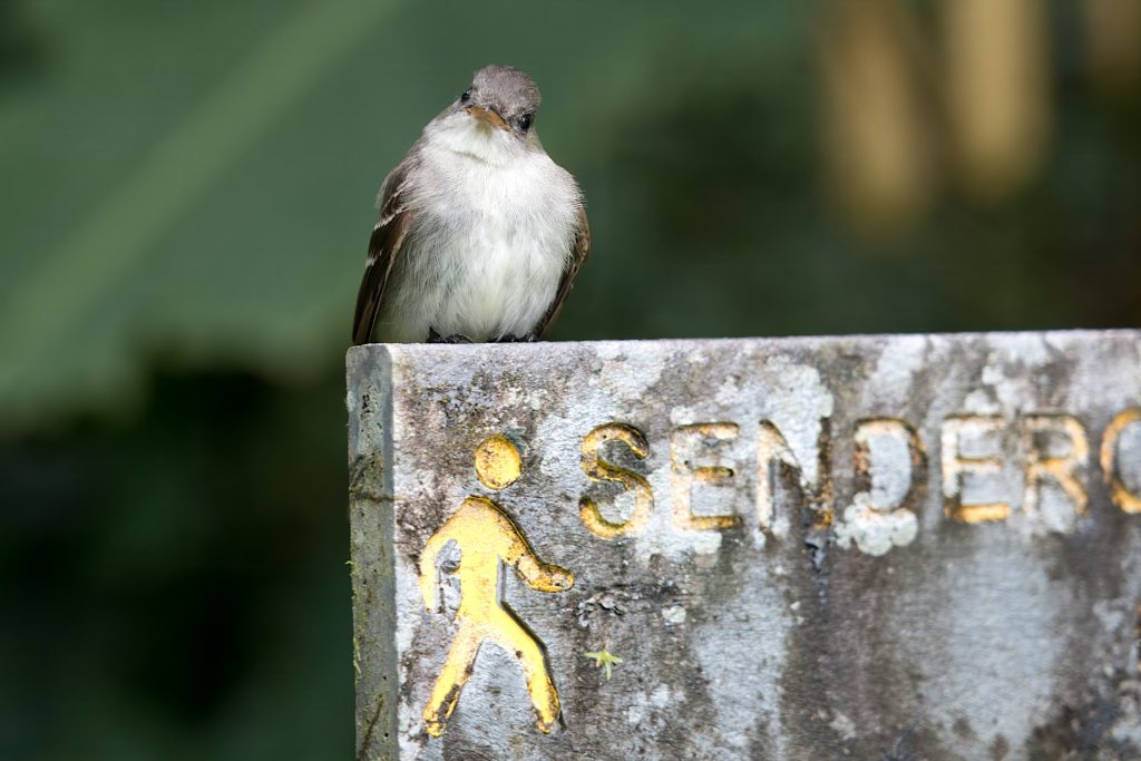 A bird perched on a weathered concrete sign with partially visible text and a yellow walking figure symbol.