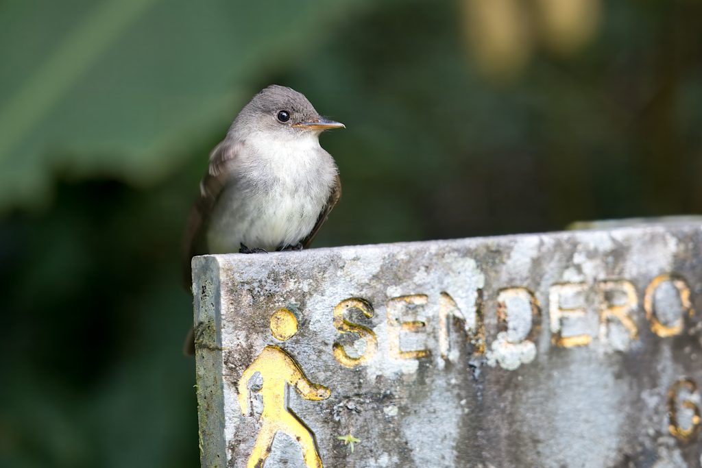 A small bird perched on a weathered sign with partial text, including &quot;SENDERO,&quot; and a faded yellow figure.