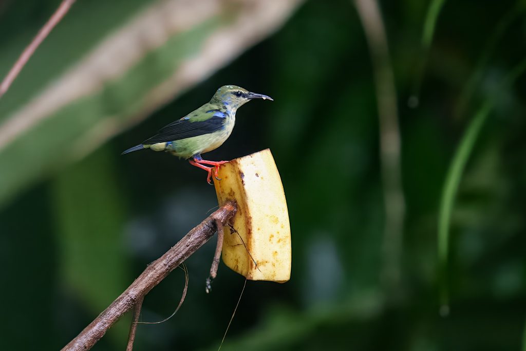 A small bird with green plumage and red legs perches on a slice of banana on a branch against a blurred green background.