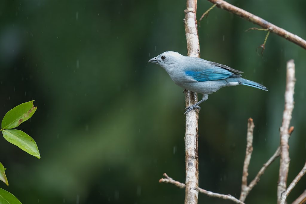 A small blue and gray bird perches on a branch, surrounded by green foliage.