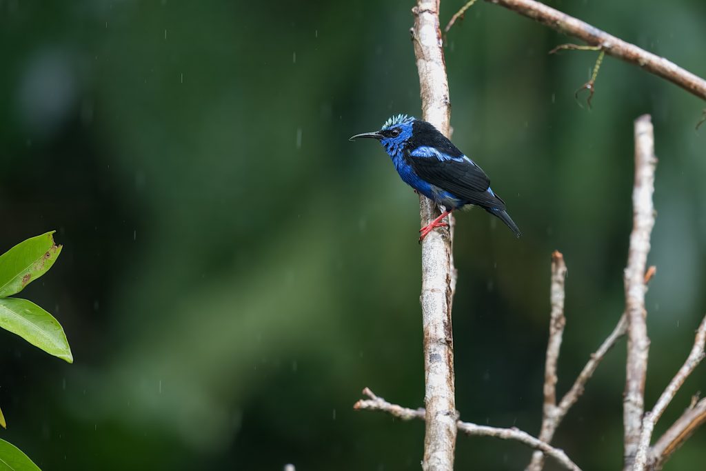A blue and black bird with a white stripe on its head perches on a branch, with blurred green foliage in the background.