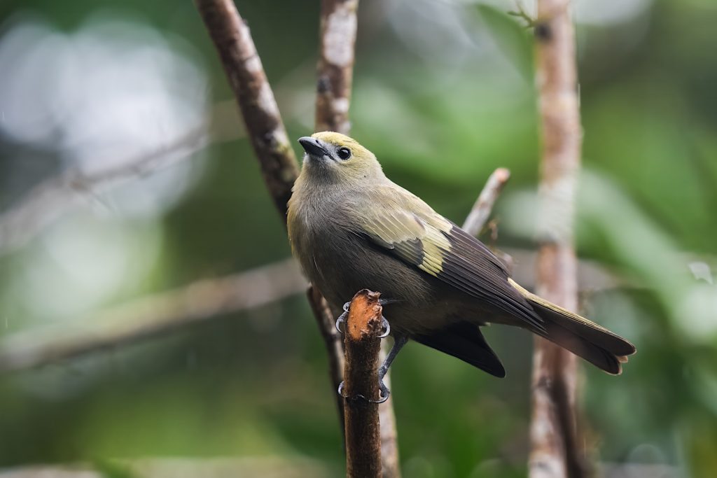 A small bird with yellow and olive-green plumage perched on a branch against a blurred green background.