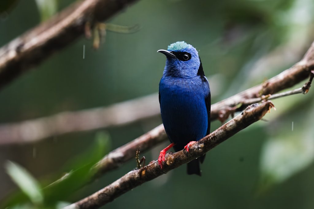 Blue bird with black face and red legs perched on a branch in a forest setting.