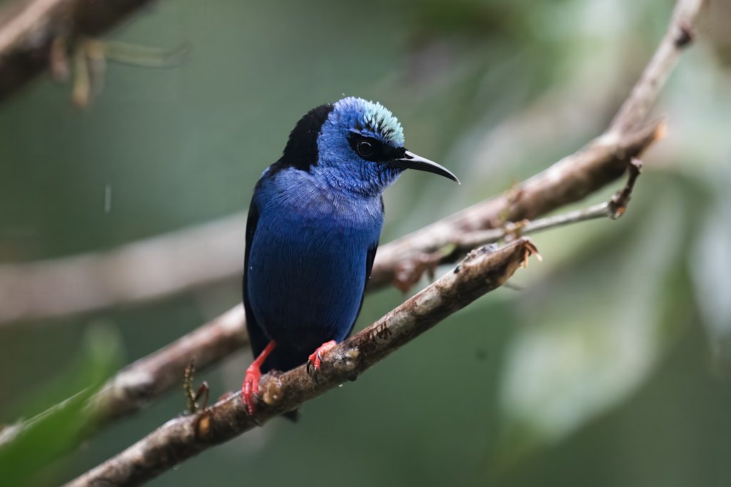 Vibrant blue and black bird with red legs perched on a branch, surrounded by blurred greenery.