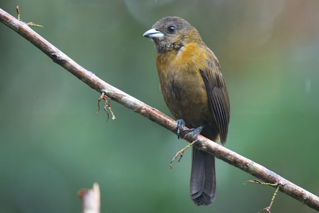 A brown and orange bird with a white beak sits on a thin branch against a blurred green background.