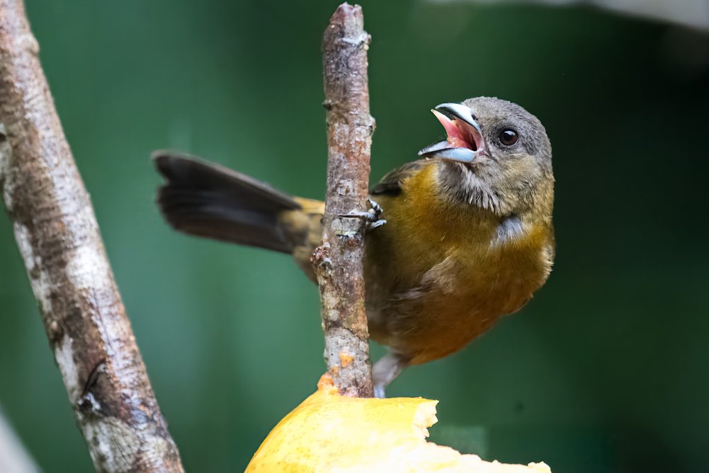 A small bird perches on a branch, with its beak open, near an orange slice.