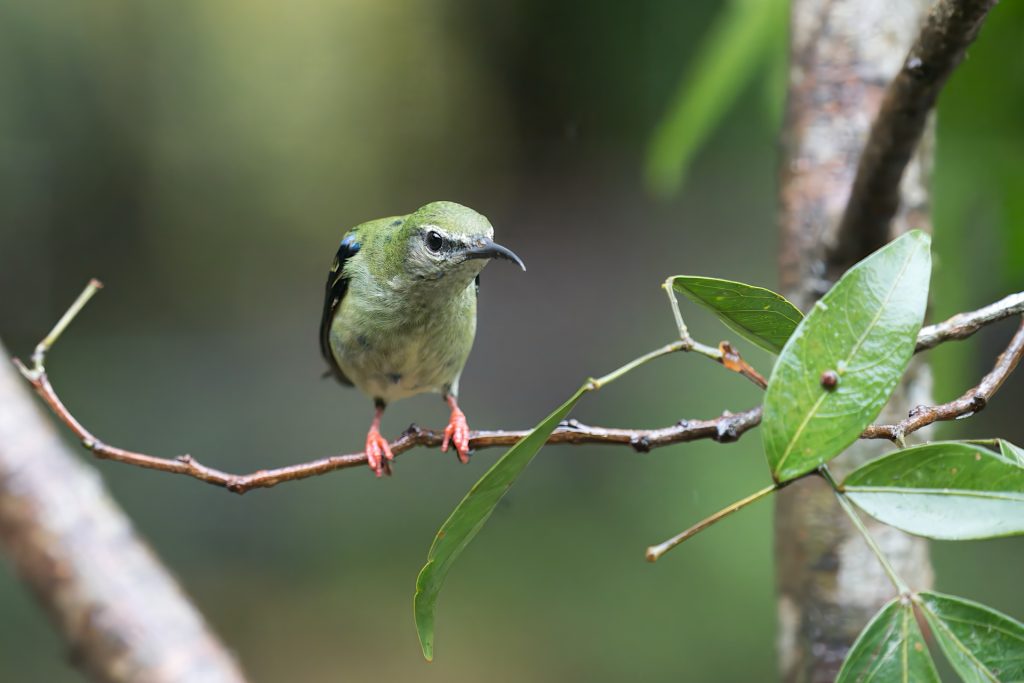 A small green bird with red feet perches on a thin branch surrounded by green leaves.