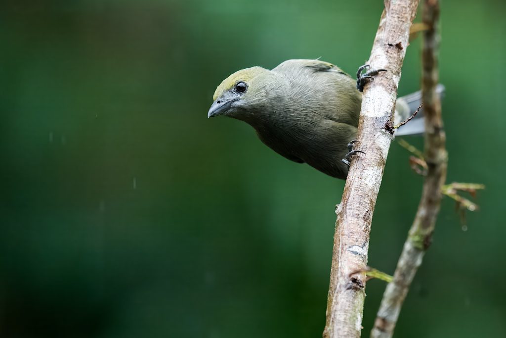 A small bird with an olive-green head and gray body perched on a thin branch against a blurred green background.