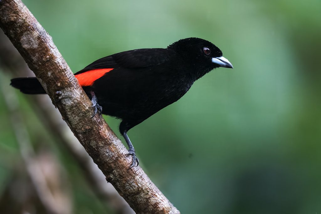 A black bird with a red patch on its wing perches on a branch against a green background.