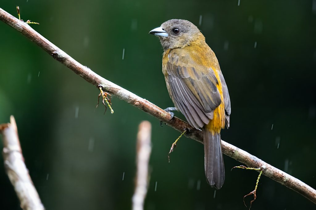 A small brown bird with a yellow-orange belly and black beak perches on a branch in the rain.
