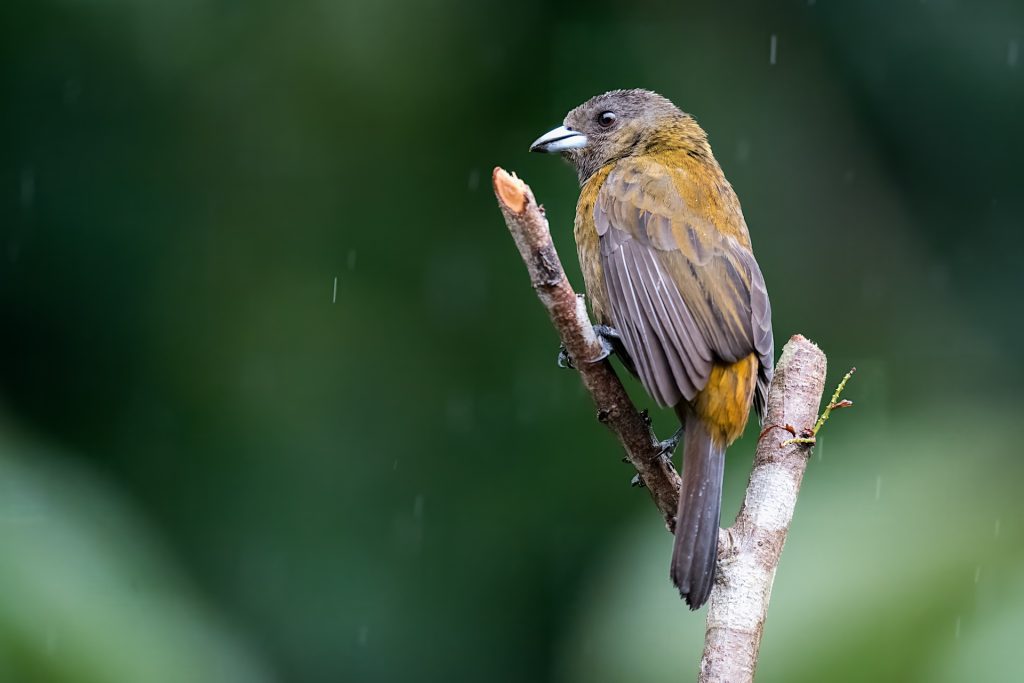 A bird with brown and gray plumage perches on a branch against a blurred green background.