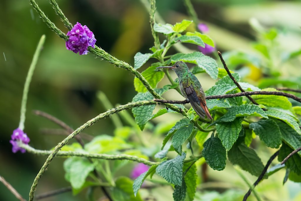 A hummingbird perches on a green plant with long stems and purple flowers.