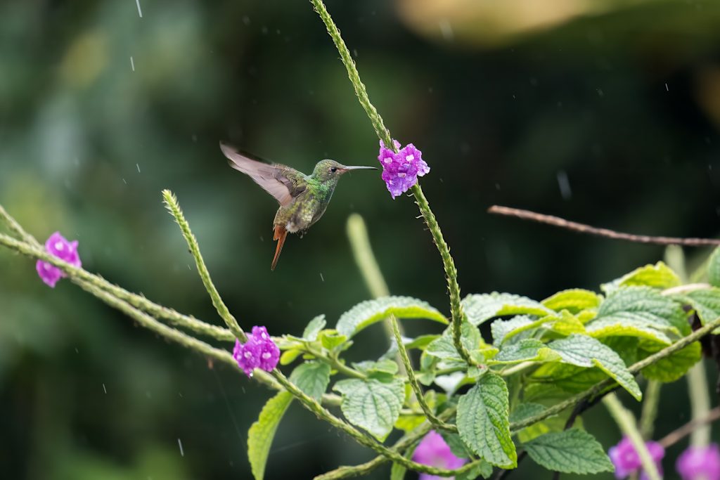 A hummingbird hovers near a purple flower, surrounded by green foliage.