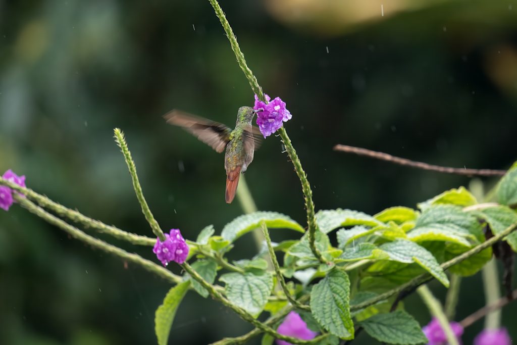 A hummingbird hovers near a purple flower amidst green foliage, its wings blurred in motion.