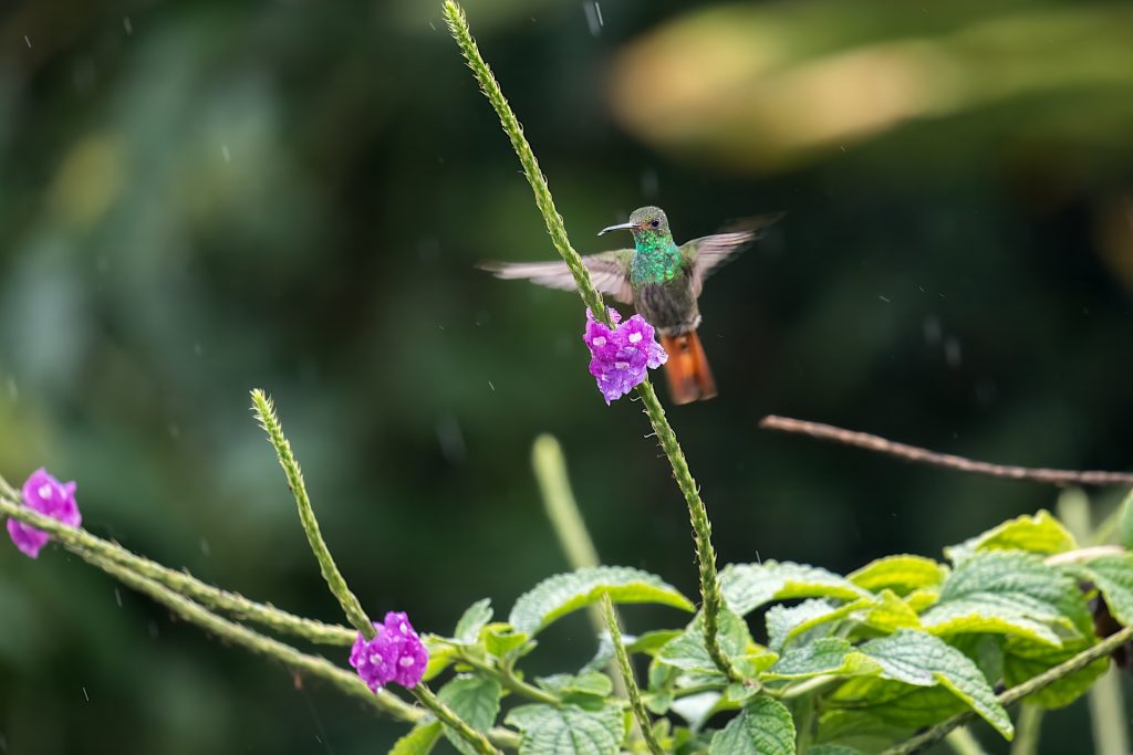 A hummingbird with iridescent green feathers hovers by a tall purple flower in a lush green setting.