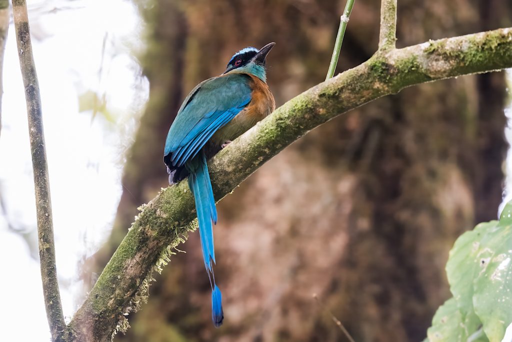 A blue and green bird with a long tail perches on a mossy branch.