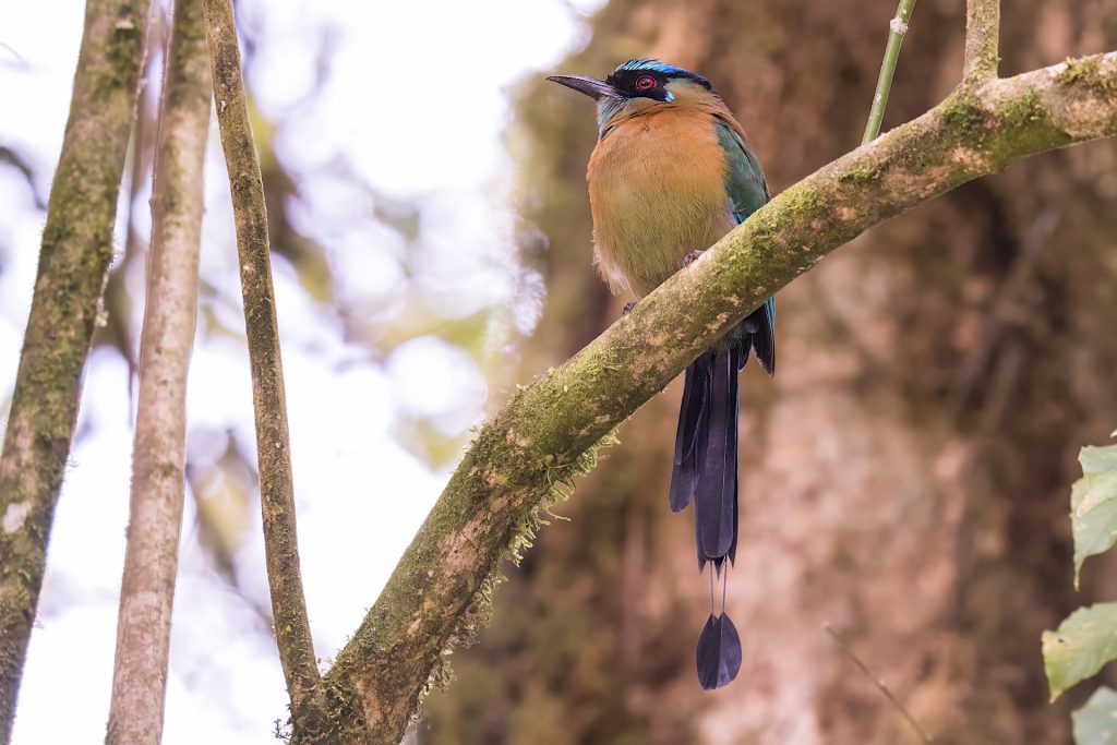 A colorful bird with a blue head and long tail feathers perches on a branch in a forest setting. Moss covers parts of the branch.