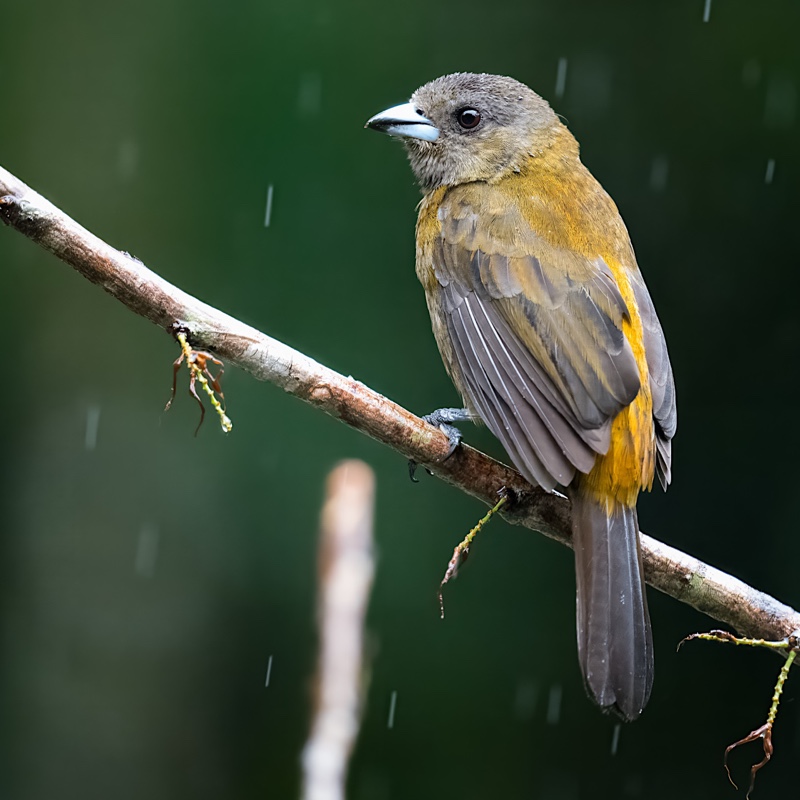 A brown bird with a light beak perches on a branch with a dark green background. Rain is visible.