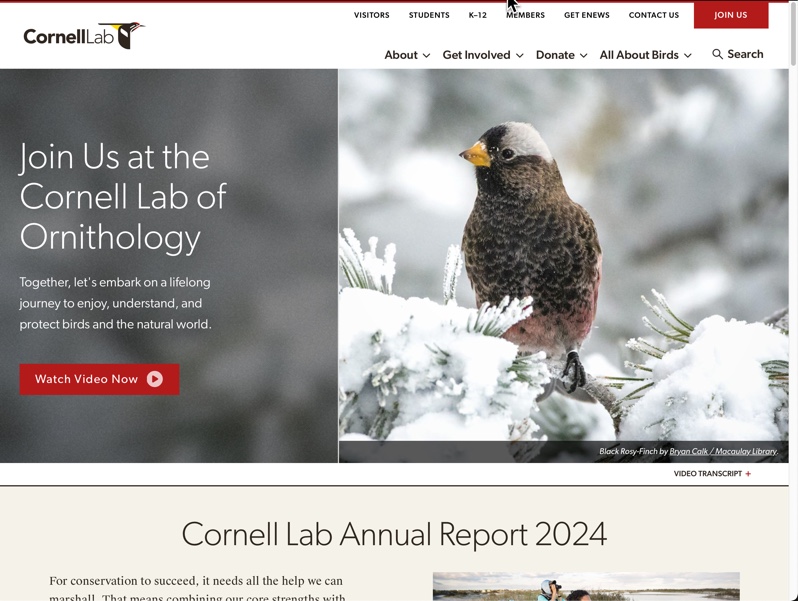Cornell Lab of Ornithology homepage featuring a bird on snow-covered branches with text about joining the lab, a "Watch Video Now" button, and the Cornell Lab Annual Report 2024 section.