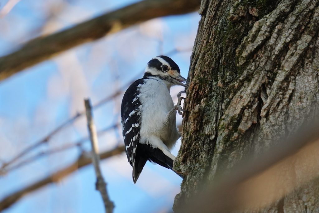 A black-and-white woodpecker clings to the side of a tree, pecking at the bark.