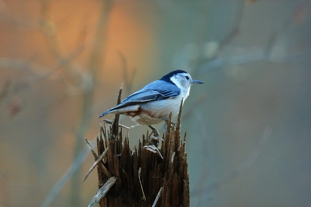 A small bird with a black cap and blue-gray feathers perches on a jagged tree stump against a blurred, warm-toned background.