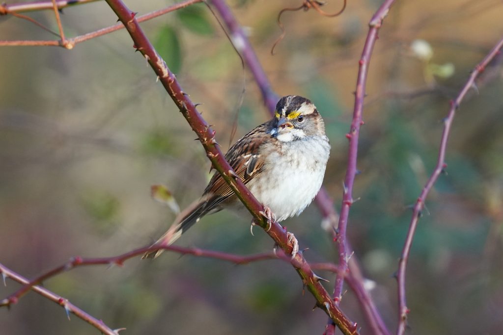 A small bird with white and brown plumage perches on a thorny branch with a blurred green and brown background.