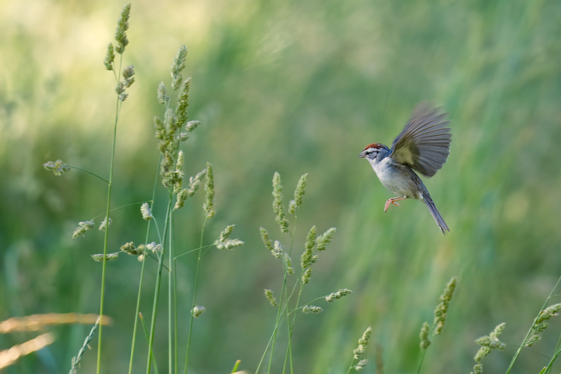 A small bird with outstretched wings hovers near tall grass in a green field.