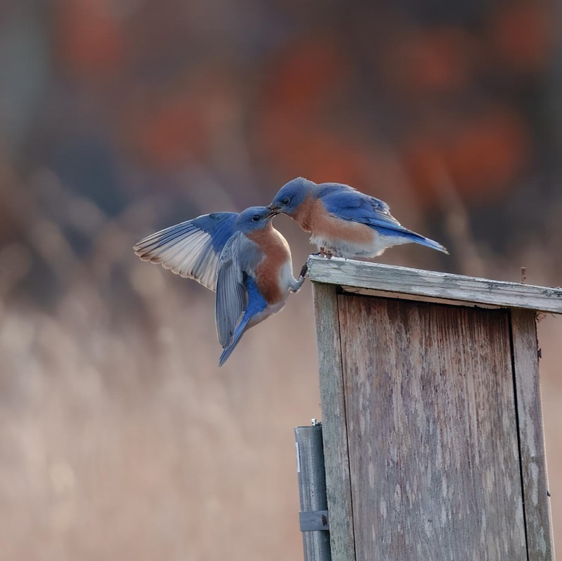 Two bluebirds perched on a wooden birdhouse, one with wings slightly spread, sharing a close interaction. Background of blurred autumn colors.