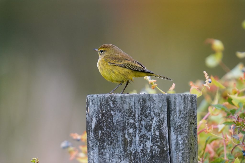 A small yellow-brown bird perched on a weathered wooden post, surrounded by colorful foliage.