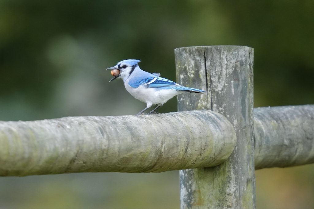 A blue jay with a peanut in its beak stands on a wooden fence.