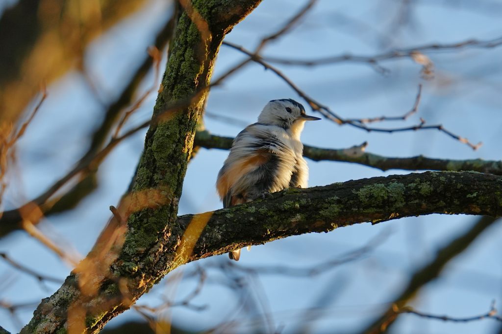 A small bird with white, black, and brown plumage perched on a mossy tree branch against a blue sky background.