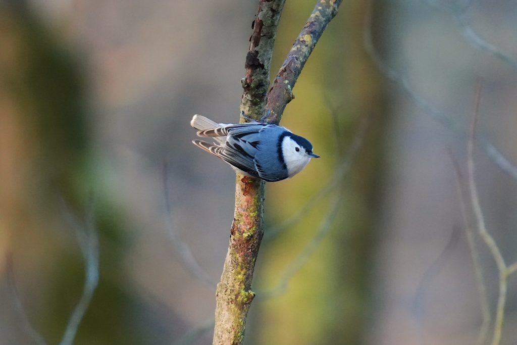 A small bird with a gray back and head perches on a thin branch in a forest setting.