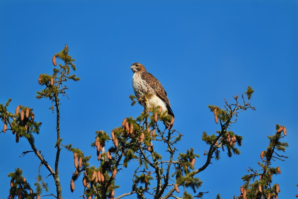 A hawk perched on a pine tree branch against a clear blue sky.