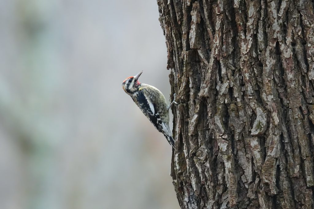 A woodpecker clings to the side of a tree trunk, its body and head turned upward.