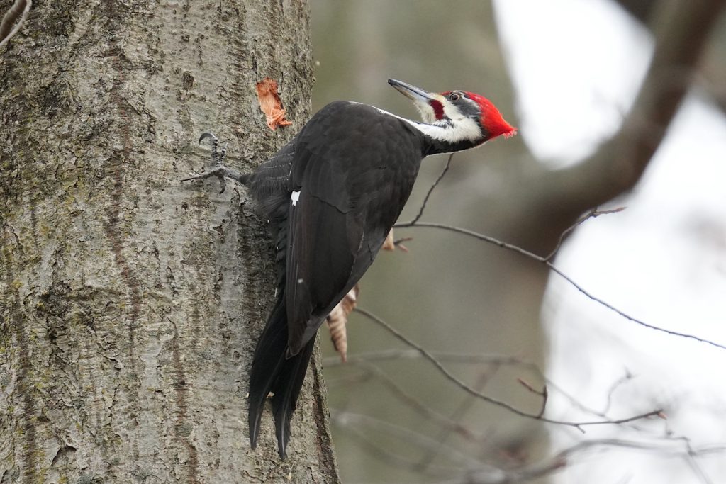 A woodpecker with a red head and black and white body clings to the side of a tree trunk.