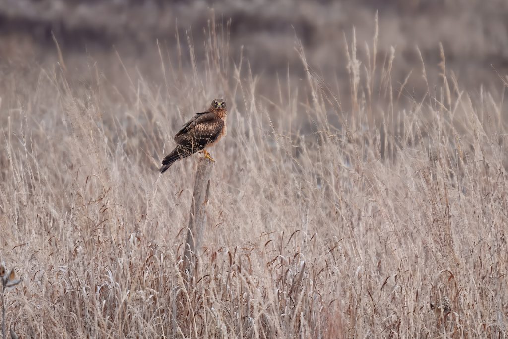 A brown hawk perches on a wooden post amidst tall dry grass in a field.