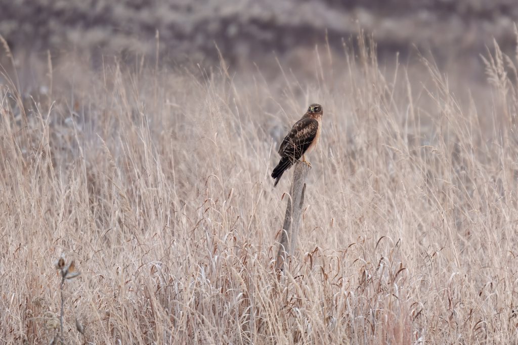 A bird is perched on a post amid tall, dry grass in a field.