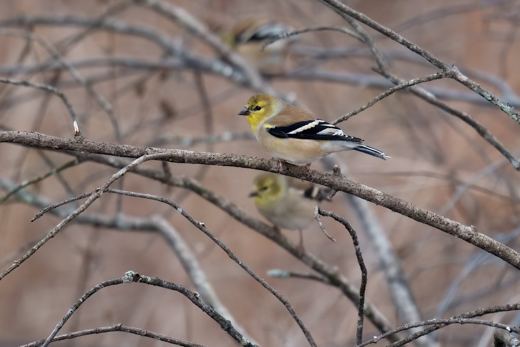 A small bird with yellow and black feathers perched on a branch among bare twigs.