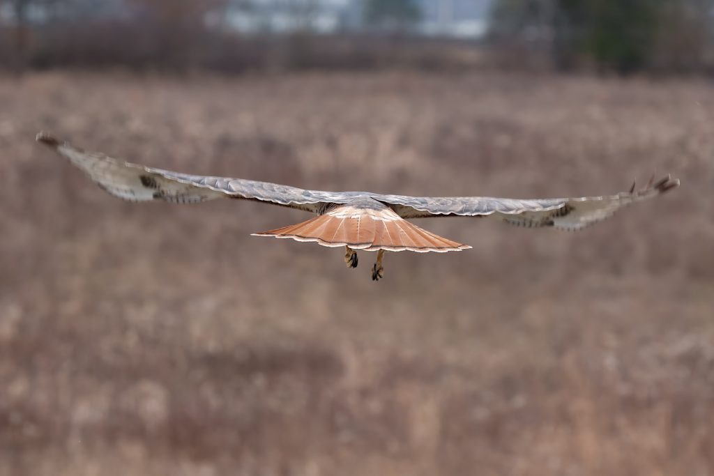 A bird of prey in flight, seen from behind, with a reddish-brown fan-shaped tail and wings outstretched against a blurred natural background.