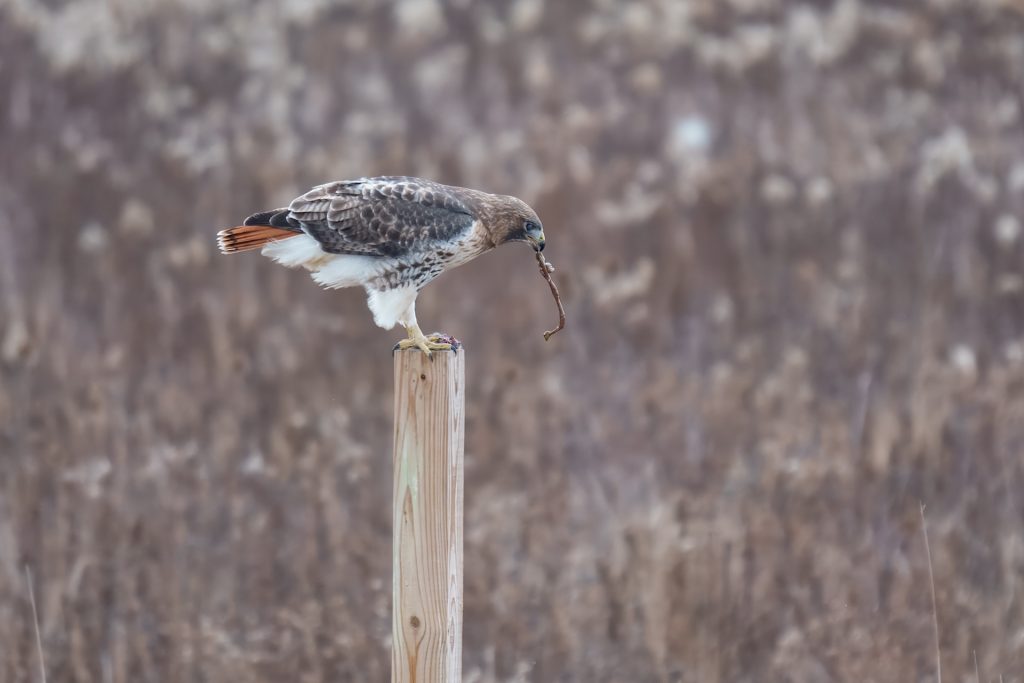 A hawk perched on a wooden post, holding a twig in its beak, with a blurred natural background.