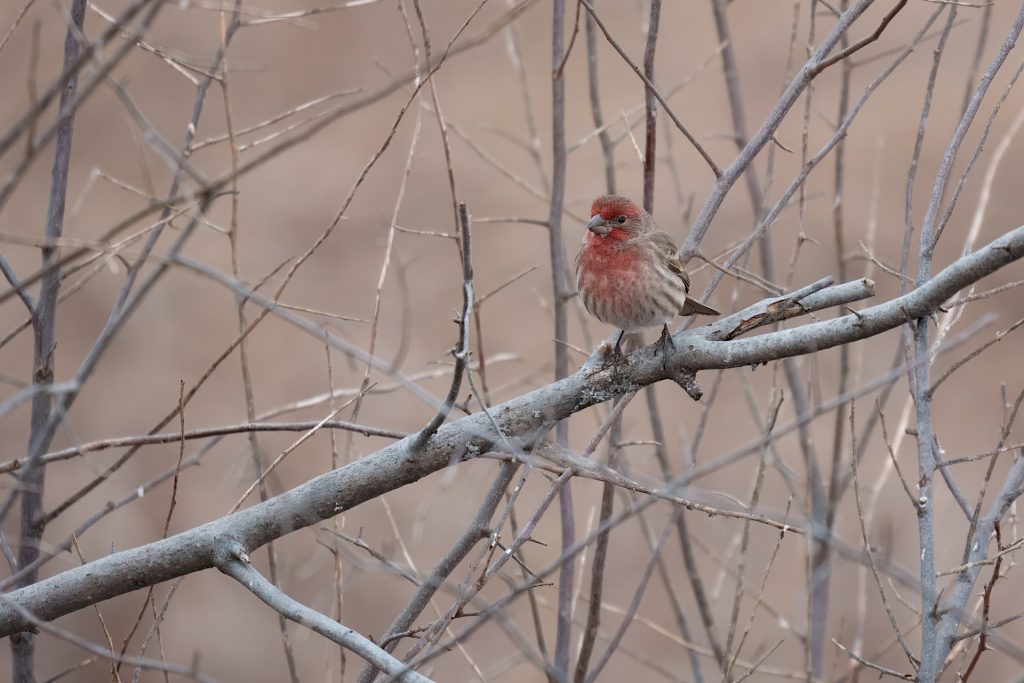 A small red-breasted bird perched on a bare branch in a thicket of leafless shrubs.